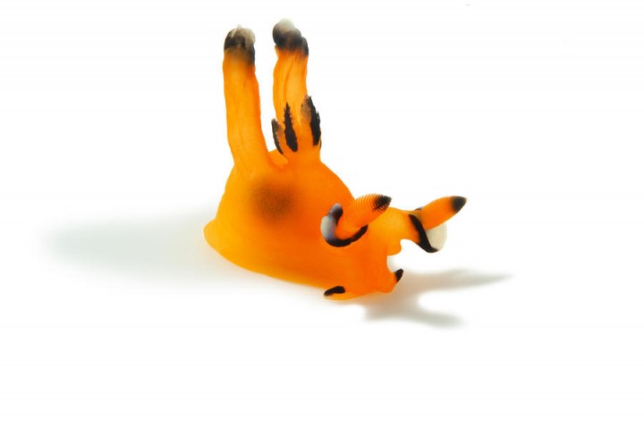 nudibranches 02 720x477 Les nudibranches  information divers bonus 