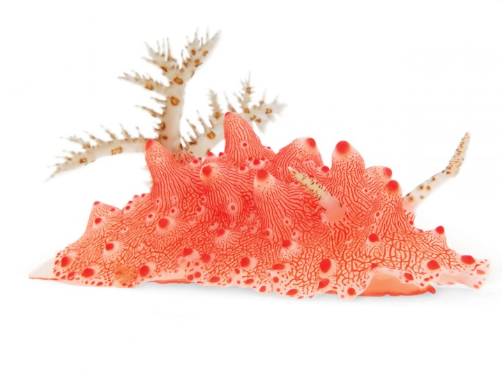 nudibranches 03 720x540 Les nudibranches  information divers bonus 