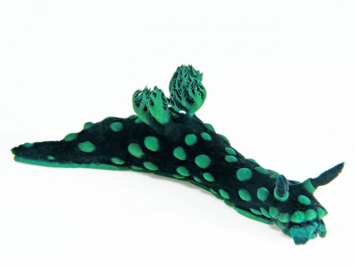 nudibranches 04 720x540 Les nudibranches  information divers bonus 