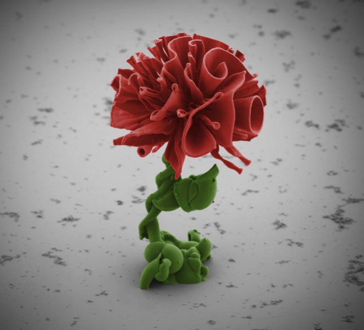 miniature-fleur-laboratoire-01-720x653.jpg