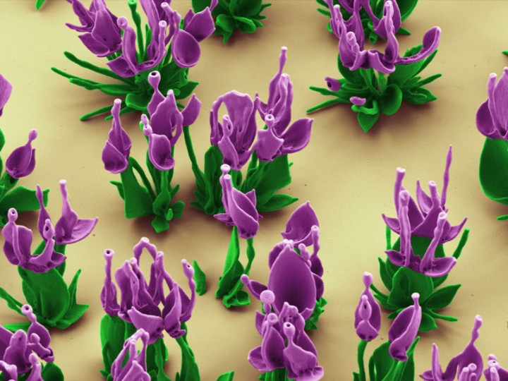 miniature-fleur-laboratoire-03-720x540.jpg