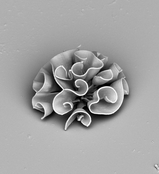 miniature-fleur-laboratoire-08