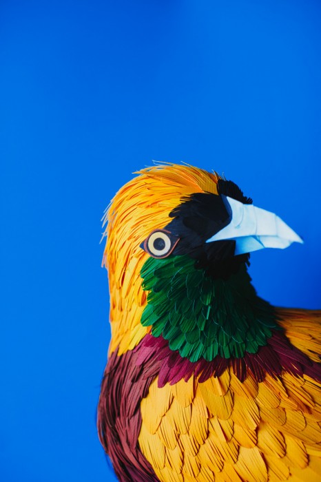 oiseau papier 02 466x700 Des oiseaux en papier  divers bonus art 