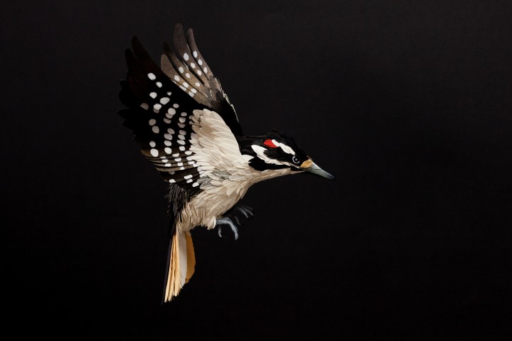oiseau papier 07 720x480 Des oiseaux en papier  divers bonus art 