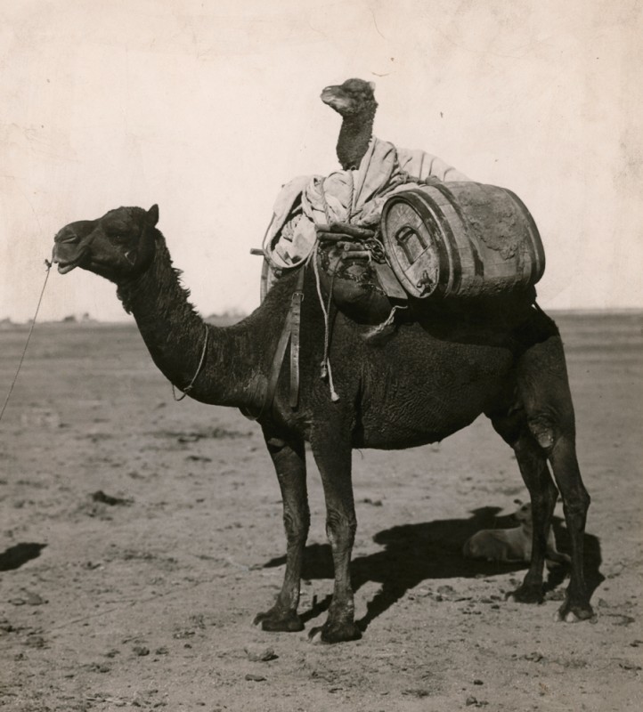 chameau-transporte-chameau