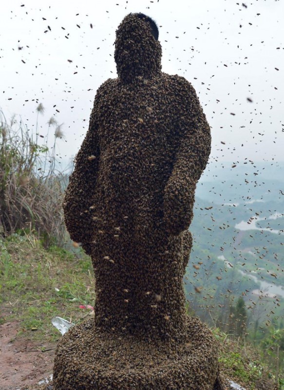recouvert abeilles 01 583x800 Un chinois se recouvre de 450 000 abeilles 