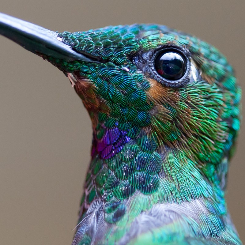 colibri-macro