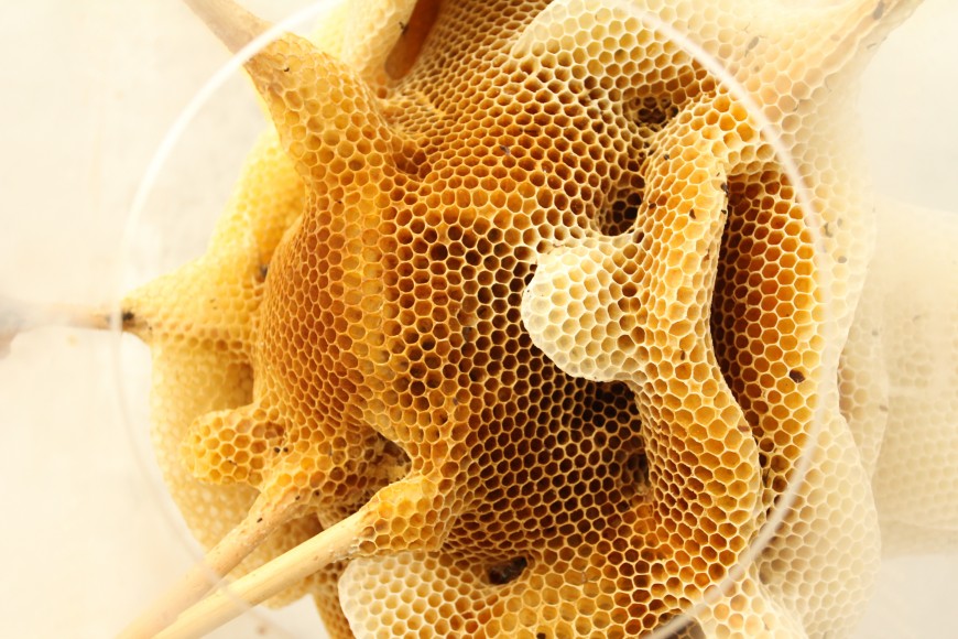 sculpture abeille ren ri 03 870x580 Des sculptures en ruches 