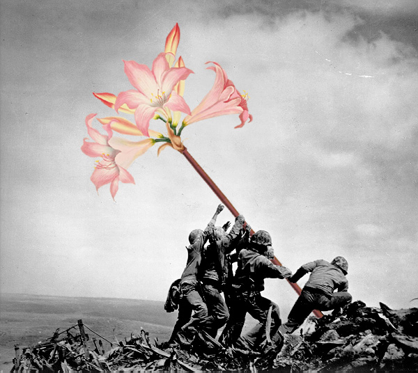 blik-photo-guerre-arme-fleur-01