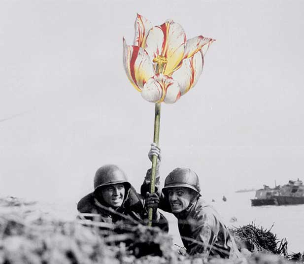 blik-photo-guerre-arme-fleur-02
