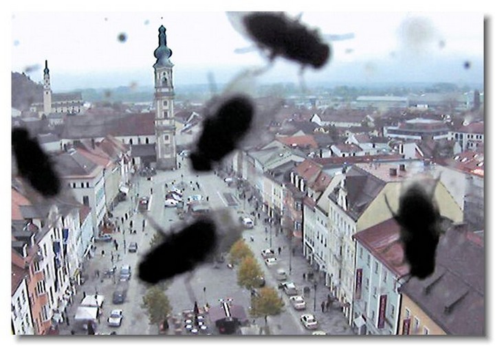 insecte-webcam-02