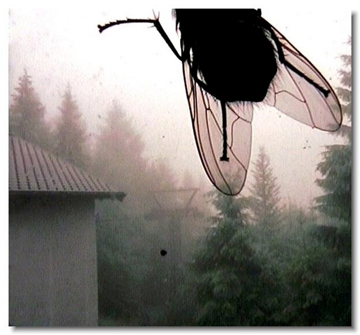 insecte-webcam-03