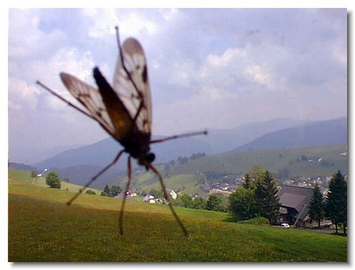insecte-webcam-06