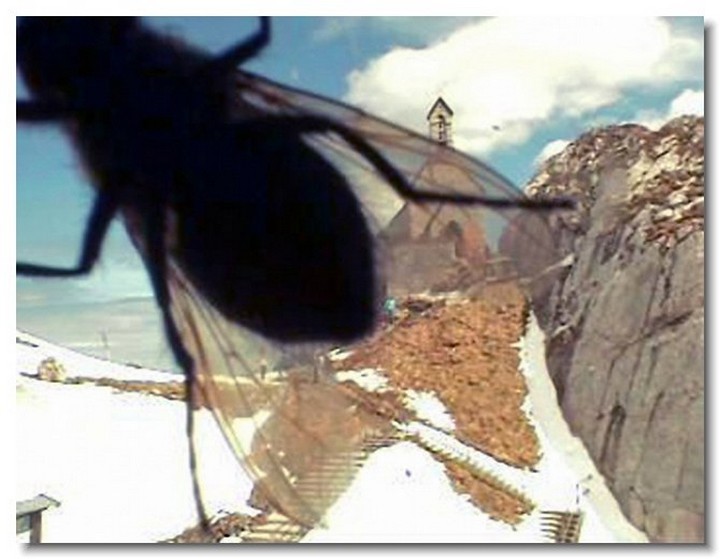 insecte-webcam-07