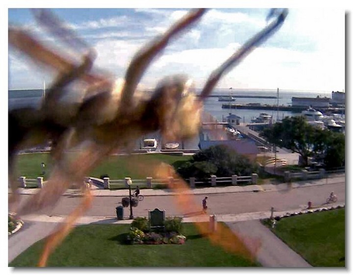 insecte-webcam-08