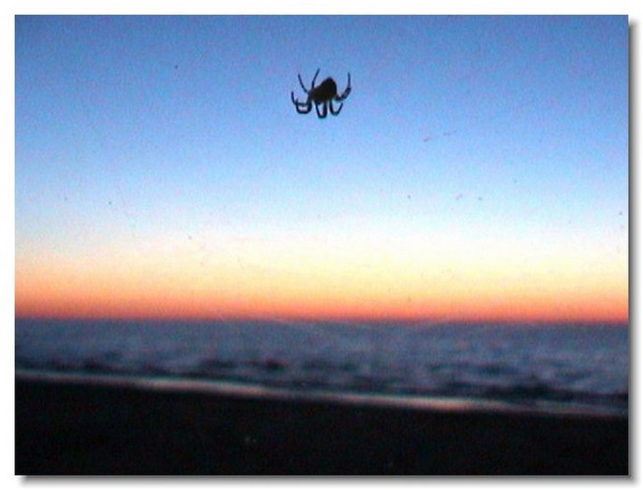 insecte-webcam-09