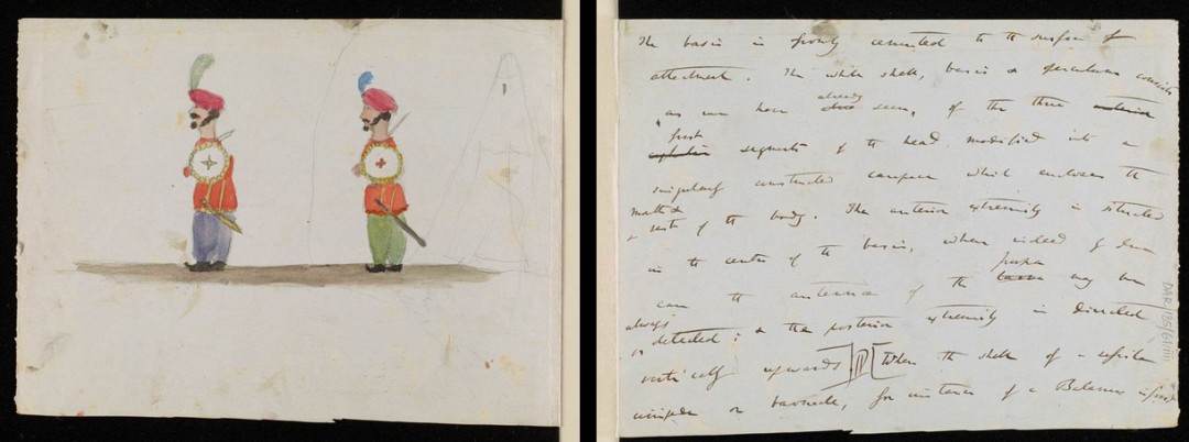 enfant-dessin-darwin-manuscrit-origine-espece-03