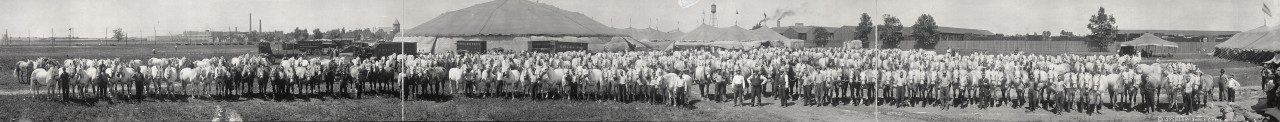Work-horses-of-Ringling-Bros-Circus-1914