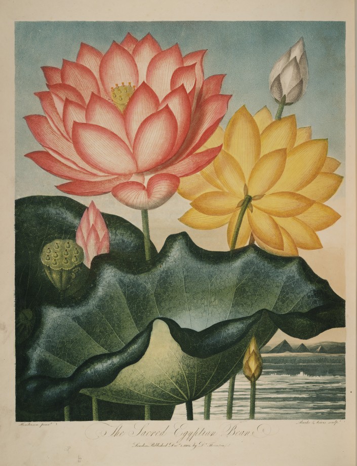 temple-fleur-illustration-Robert-Thornton-03