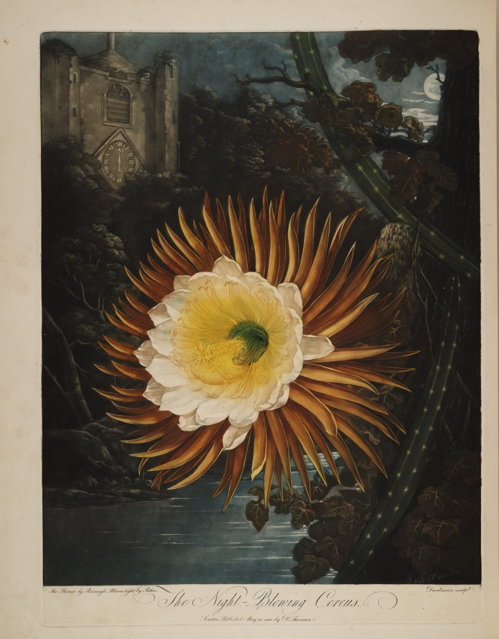 temple-fleur-illustration-Robert-Thornton-10