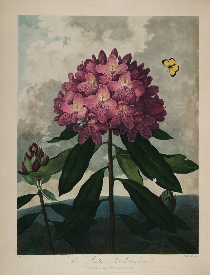 temple-fleur-illustration-Robert-Thornton-19
