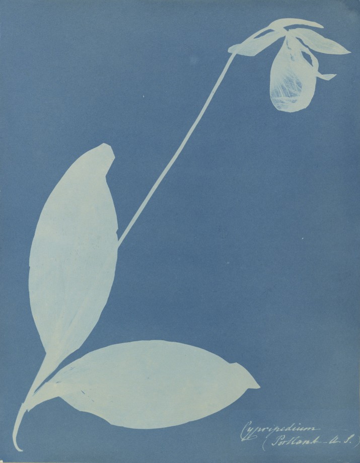 anna-atkins-cyanotype-photogramme-01