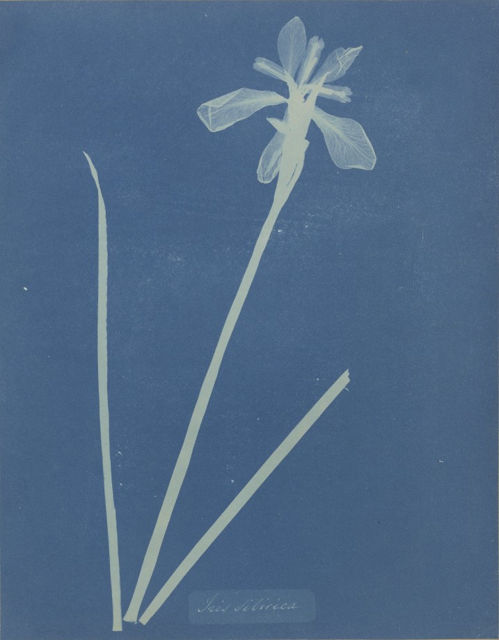 anna-atkins-cyanotype-photogramme-02
