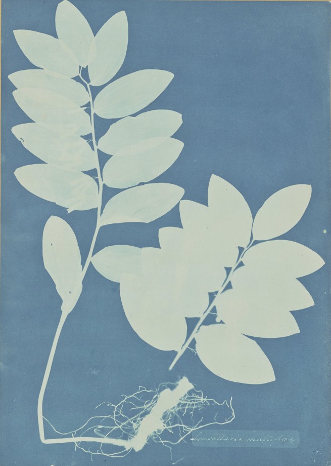 anna-atkins-cyanotype-photogramme-03