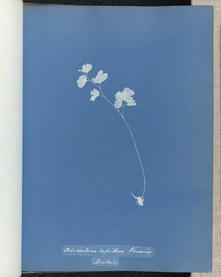 anna-atkins-cyanotype-photogramme-04