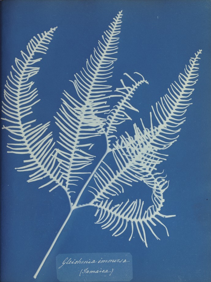 anna-atkins-cyanotype-photogramme-06
