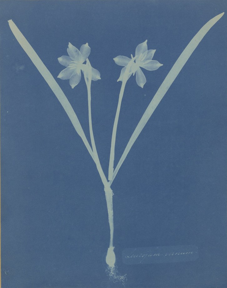 anna-atkins-cyanotype-photogramme-07