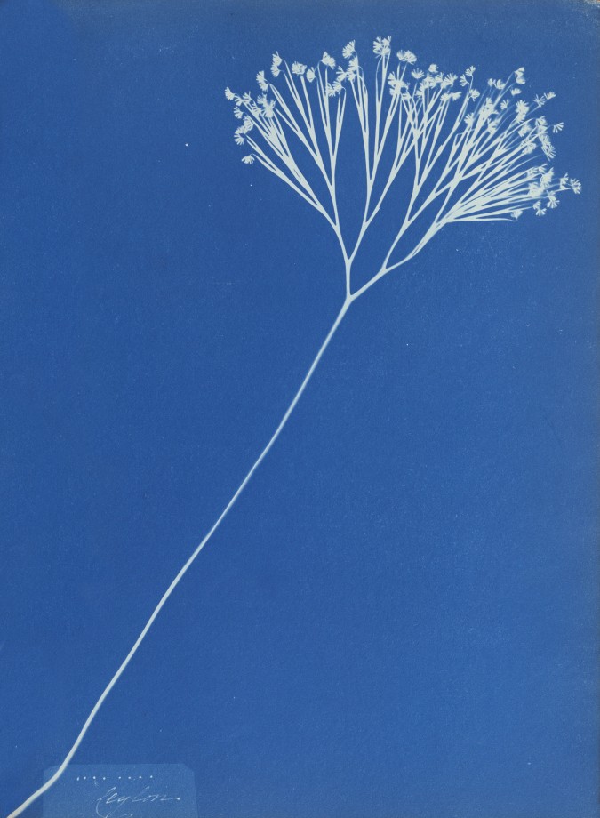 anna-atkins-cyanotype-photogramme-08