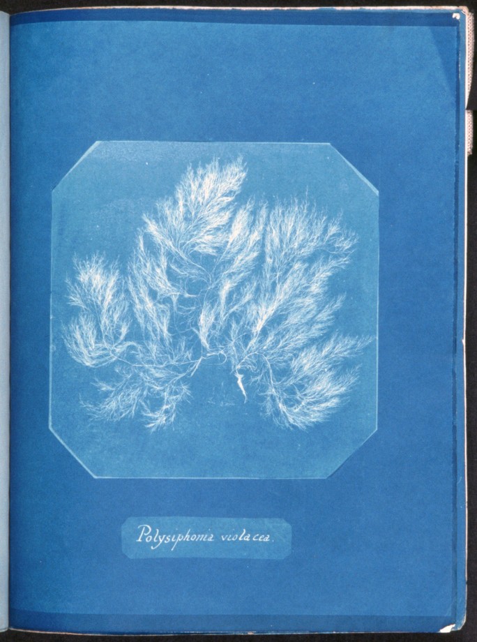 cyanotype-anna-atkins-algue-herbier-02