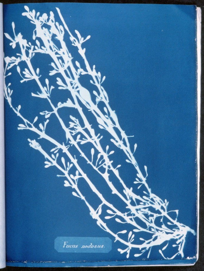 cyanotype-anna-atkins-algue-herbier-03