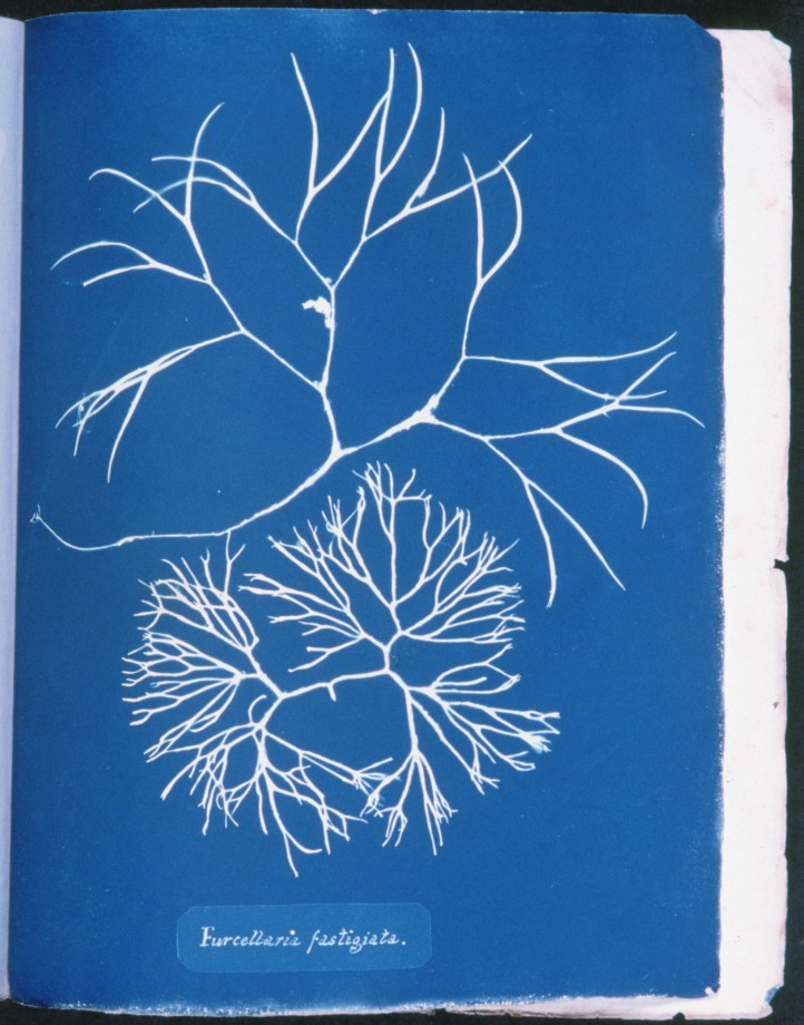 cyanotype-anna-atkins-algue-herbier-06