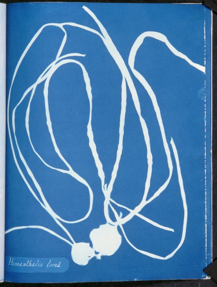 cyanotype-anna-atkins-algue-herbier-08