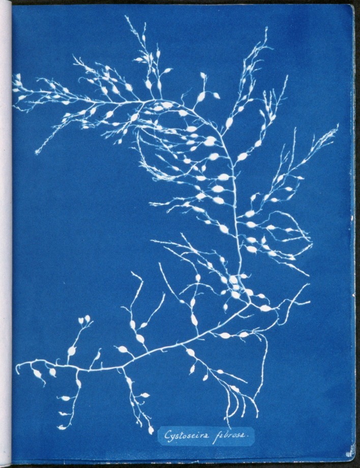 cyanotype-anna-atkins-algue-herbier-09