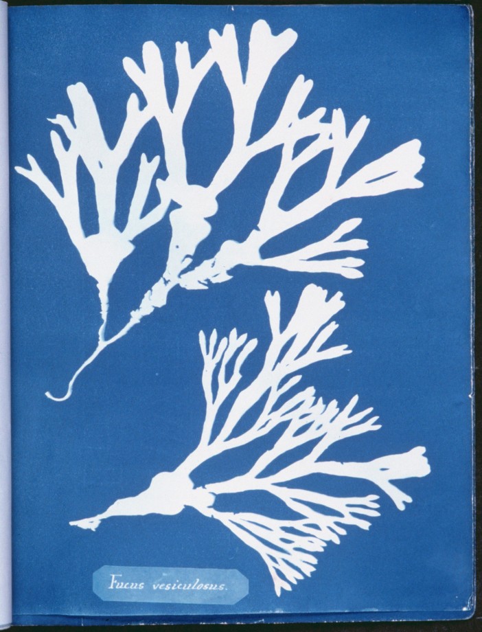 cyanotype-anna-atkins-algue-herbier-10