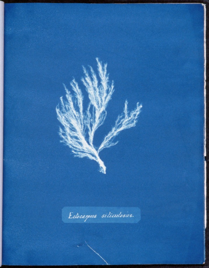 cyanotype-anna-atkins-algue-herbier-11