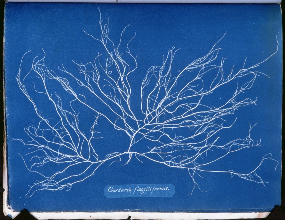 cyanotype-anna-atkins-algue-herbier-12