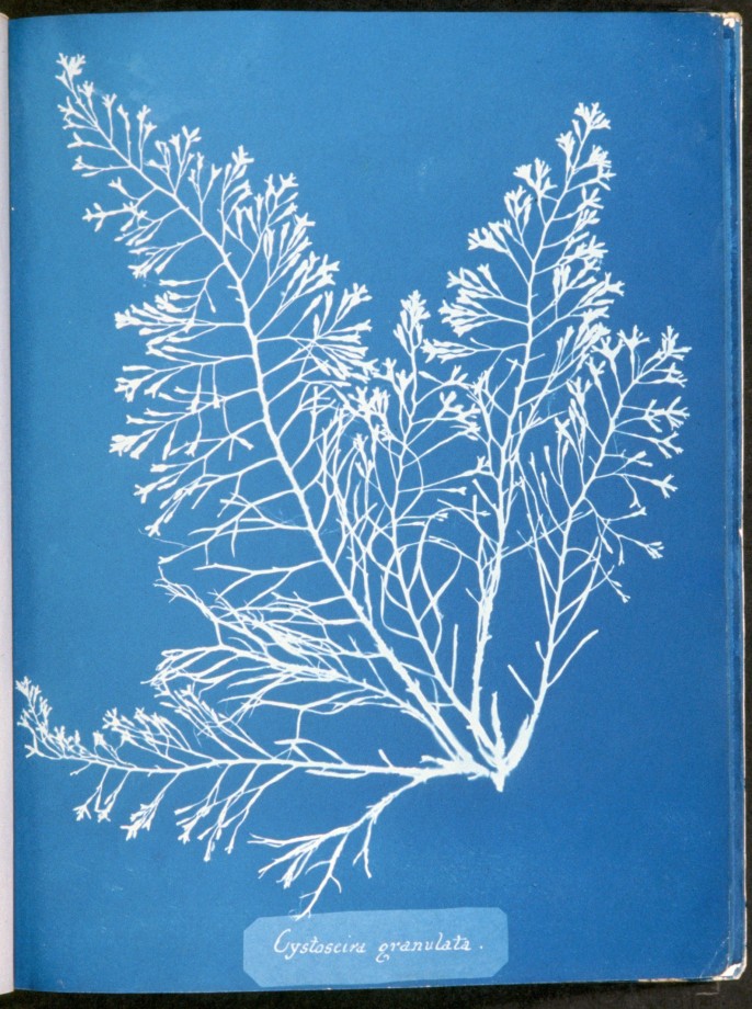 cyanotype-anna-atkins-algue-herbier-13