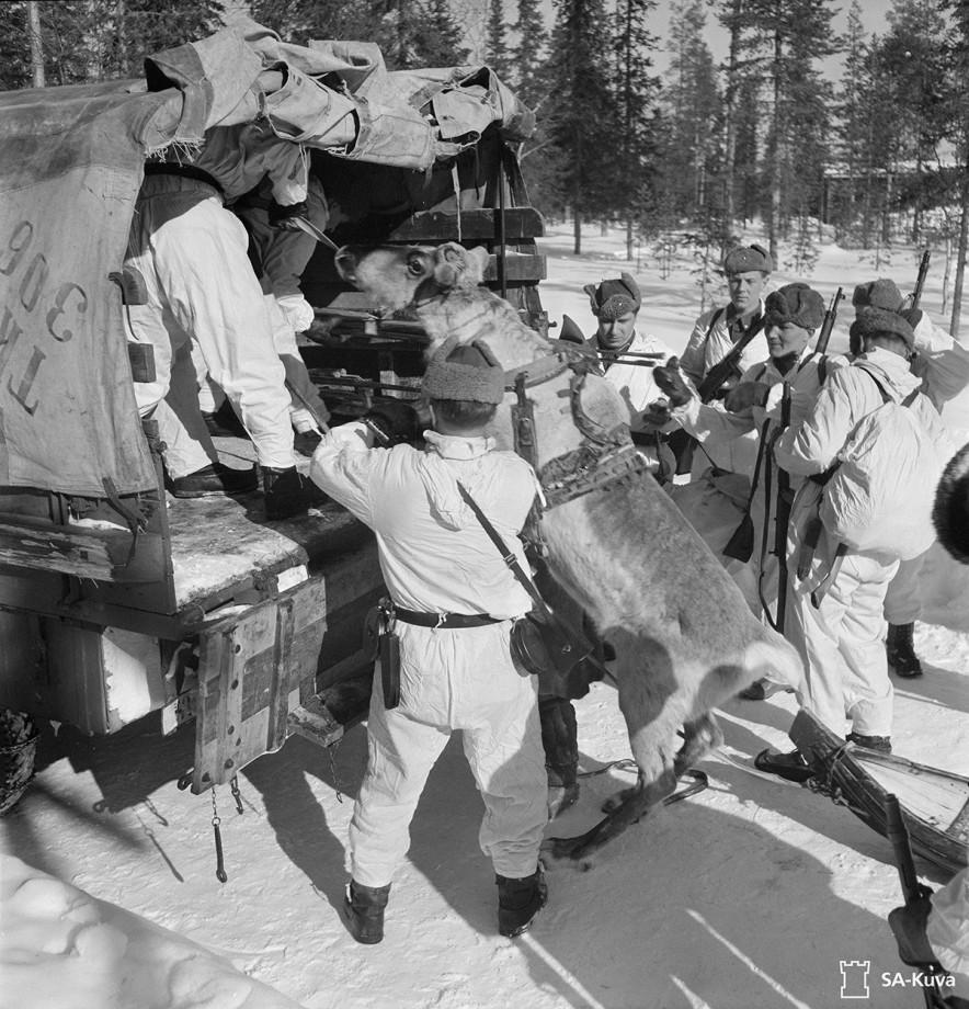 Des soldats finlandais chargent un renne dans un camion lors de la Guerre de Continuation