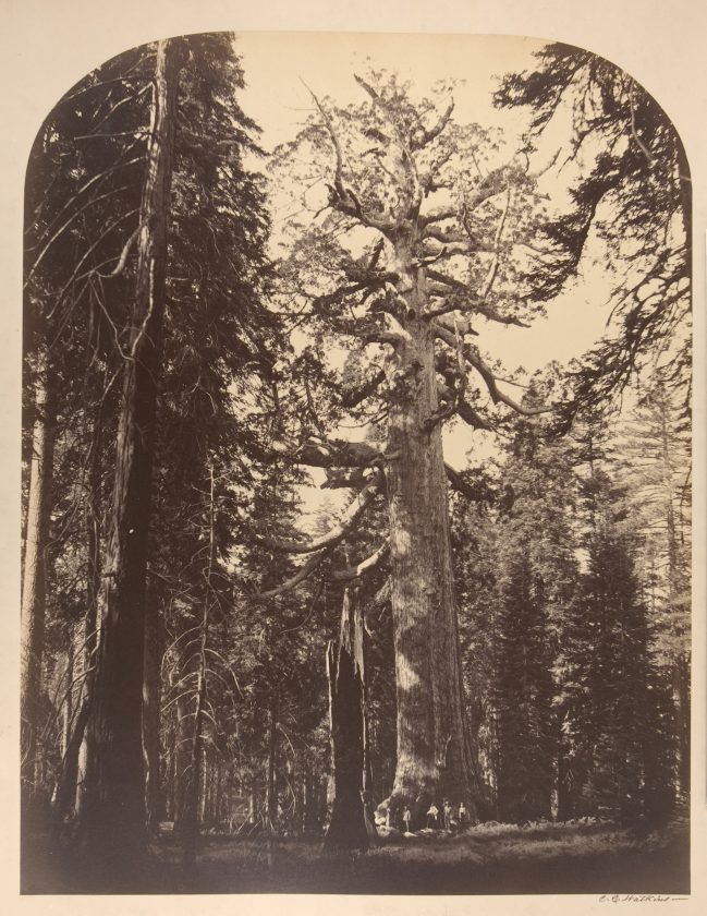Watkins-sequoia-geant