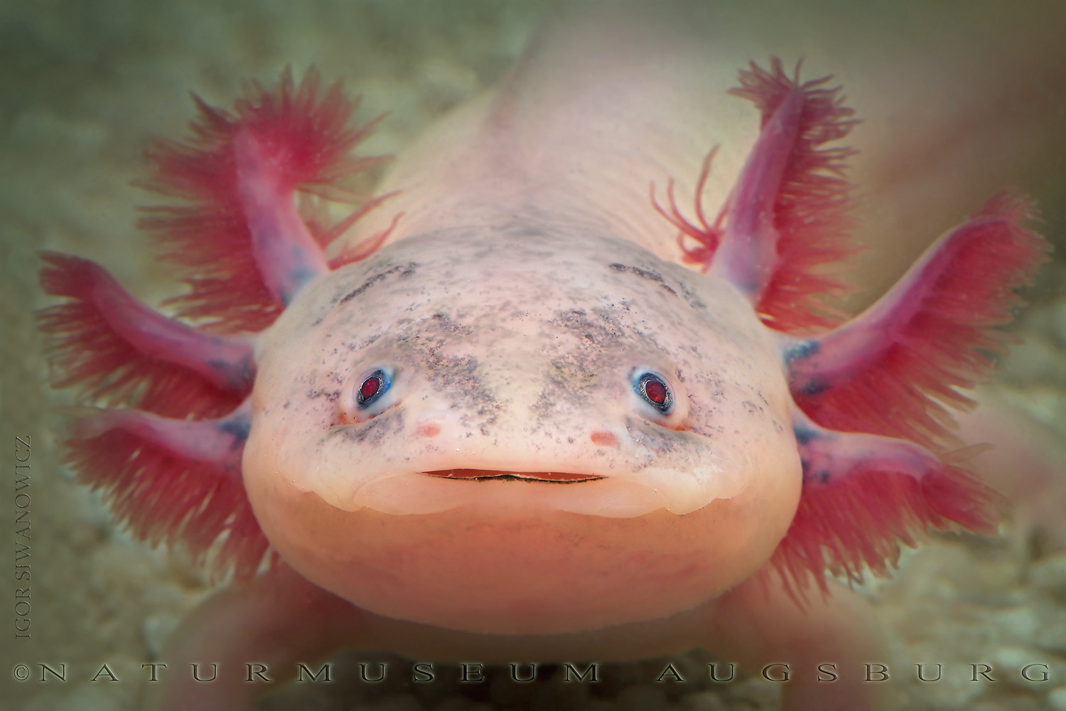 Axolotl 5 مجلة نقطة العلمية
