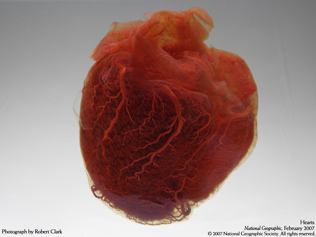 Ça ressemble à quoi un vrai cœur humain ?