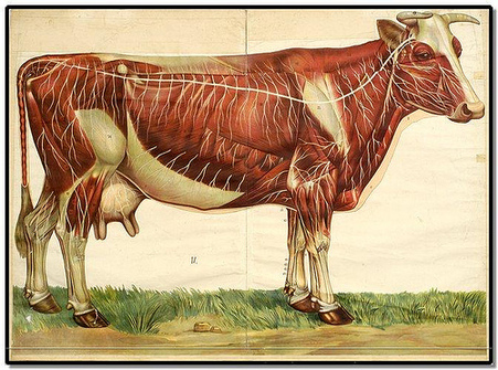 Anatomie d’animaux en 1910