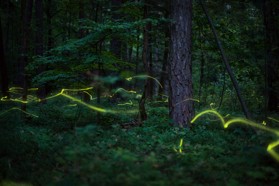 Des lucioles dans la forêt