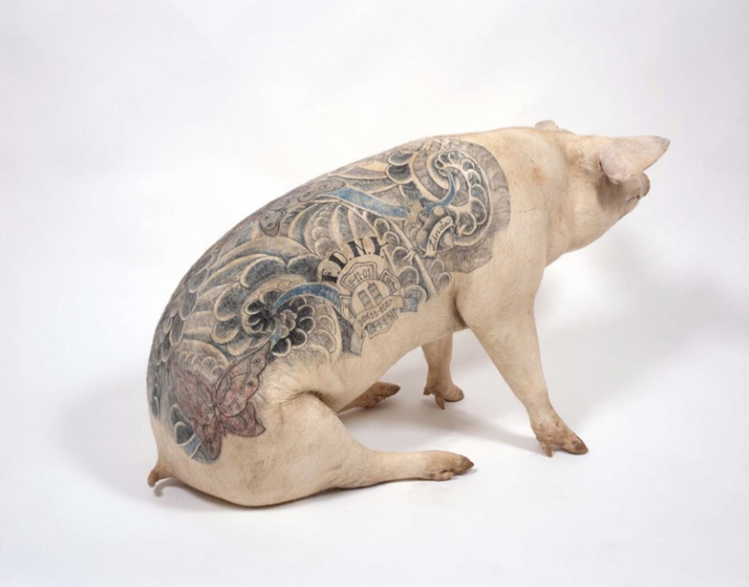 Les tatouages sur cochon de Wim Delvoye