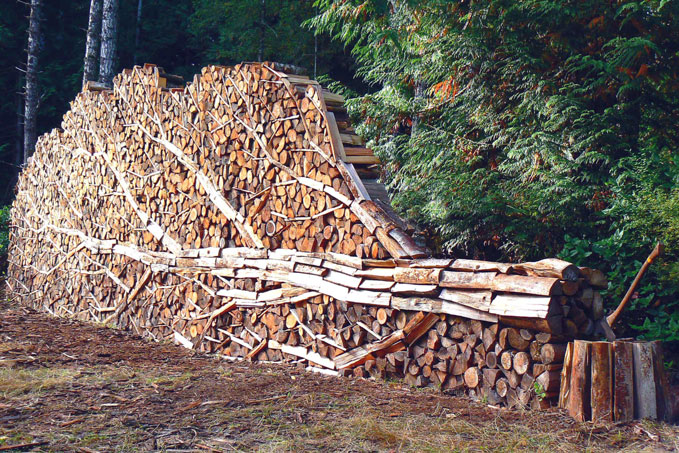 Un arbre dans un tas de bois