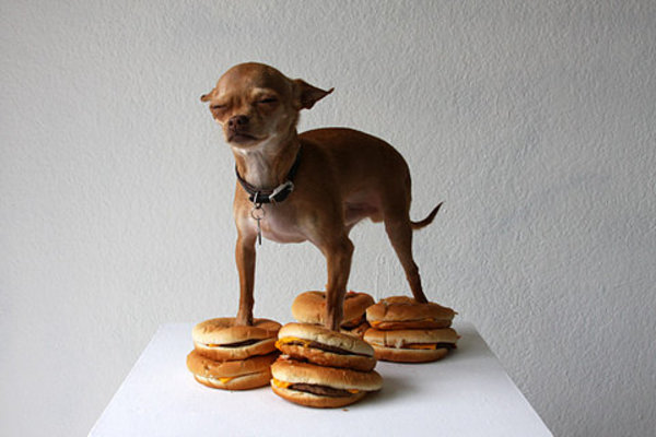 Un Chihuahua sur des hamburgers